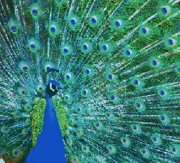 Indexed image of a peacock with blue and geen color