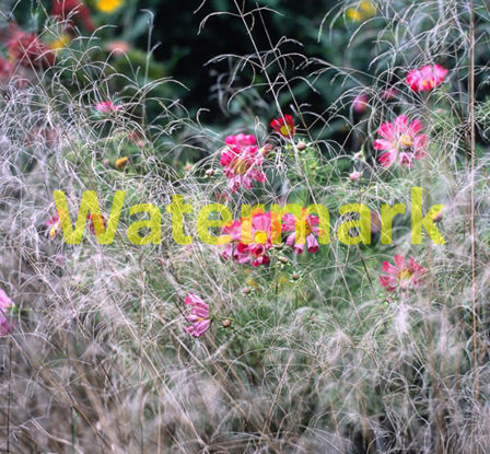 Watermark has been added on an image containing flowers and plants