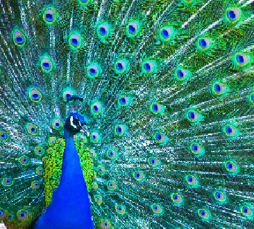 Image of a peacock with blue and geen color